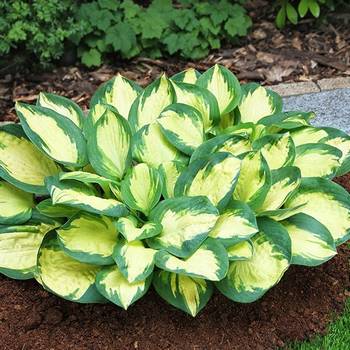 Хоста Hosta ‘Popcorn’